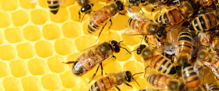 Récupération des essaims d'abeilles